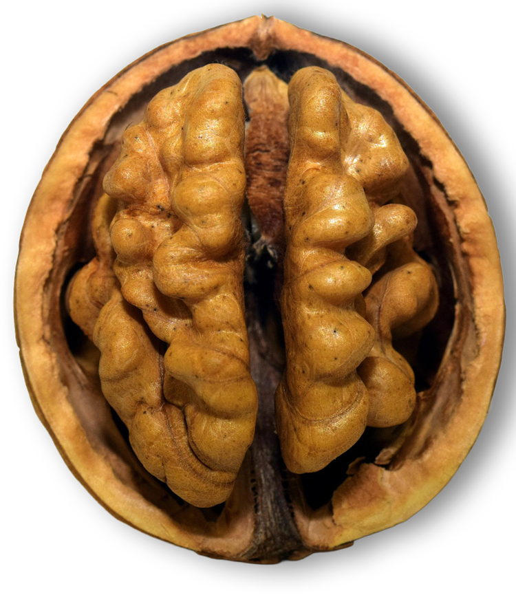 A walnut in a shell that looks like a human brain.